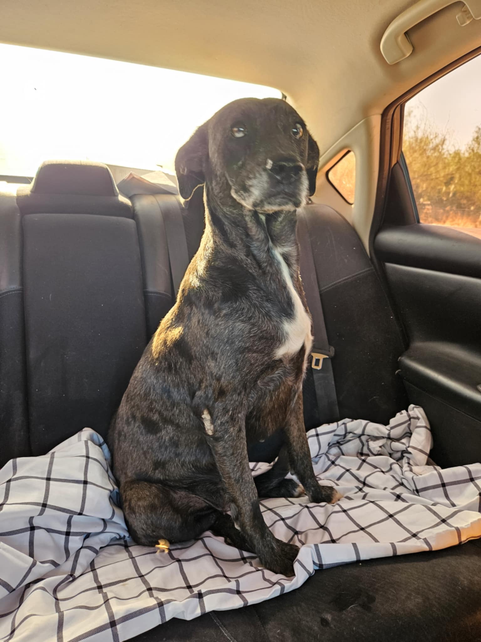 adoptable Dog in Paramus, NJ named Violet