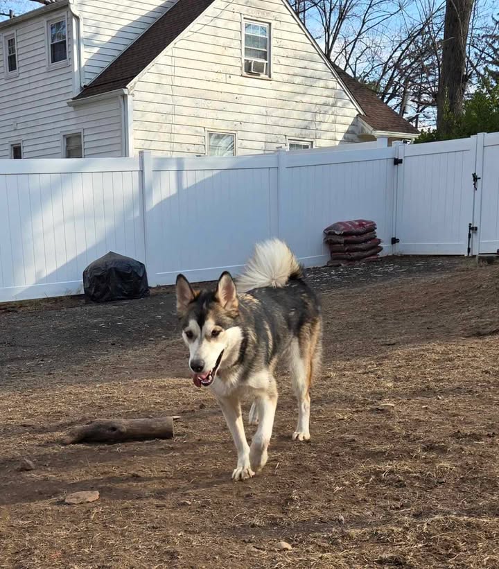 Koda