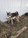 Koda