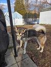 Koda