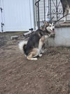 Koda
