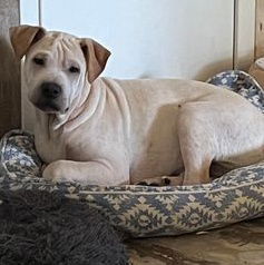 adoptable Dog in Paramus, NJ named Jody