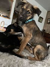 Zeek