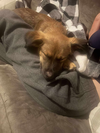 Zeek