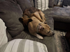 Zeek