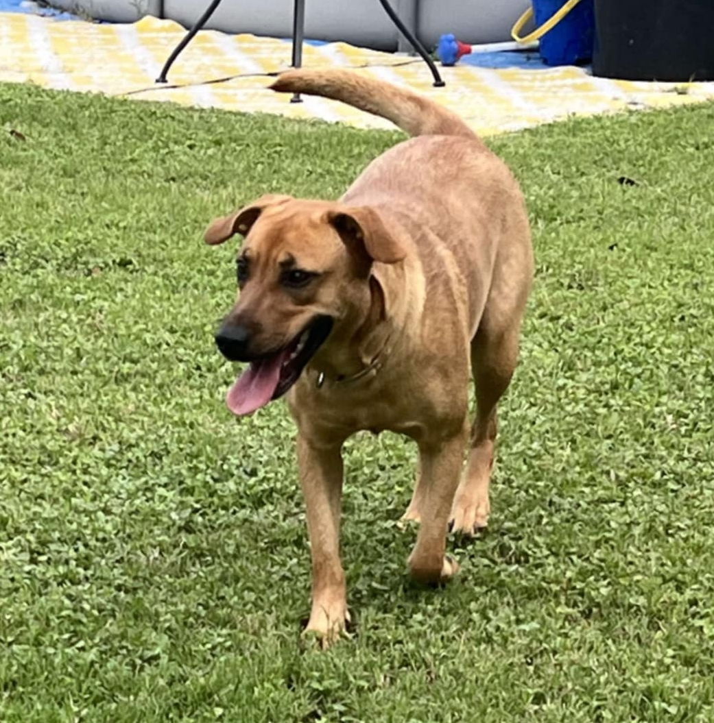 adoptable Dog in Paramus, NJ named Verdi