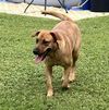 adoptable Dog in paramus, NJ named Verdi