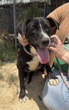 adoptable Dog in paramus, NJ named Lainy
