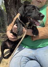 adoptable Dog in paramus, NJ named Shelton