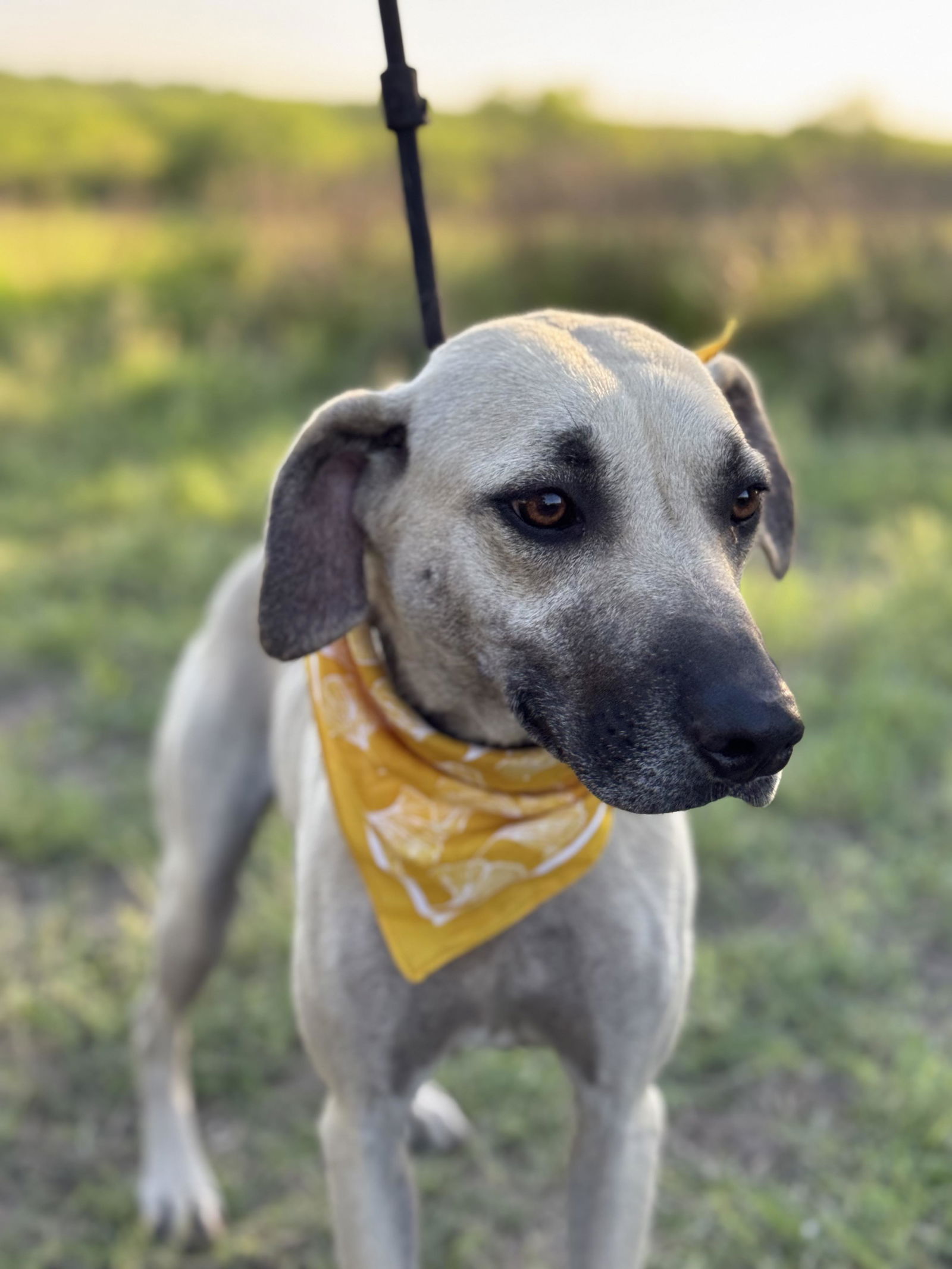 adoptable Dog in Paramus, NJ named Ash