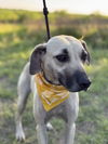 adoptable Dog in  named Ash