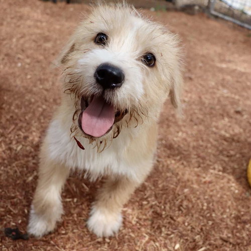 Shaggy Poo