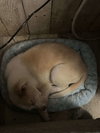 Cream Puff