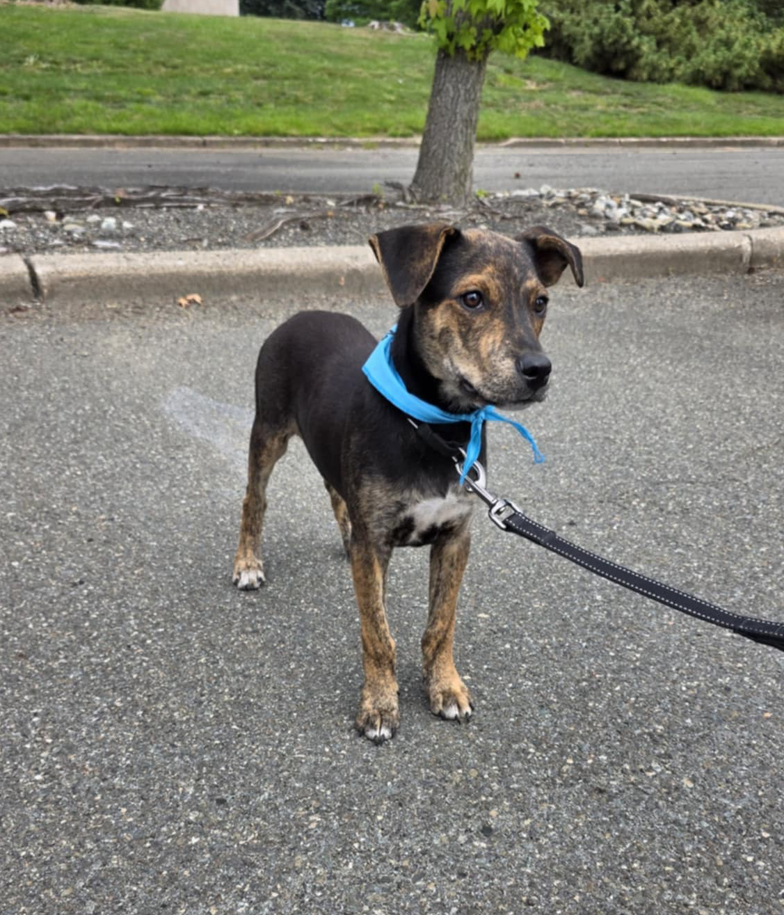 adoptable Dog in Paramus, NJ named Angelo