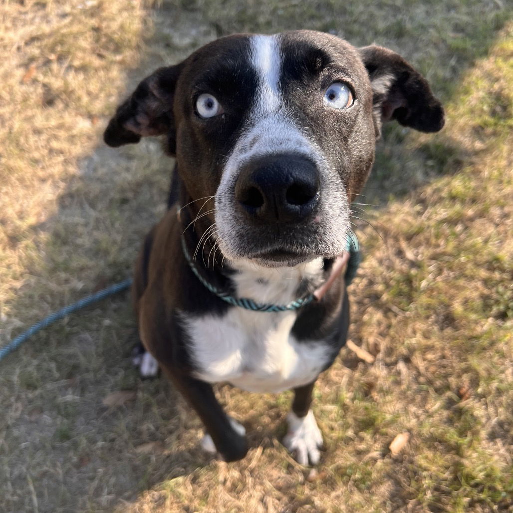 adoptable Dog in Paramus, NJ named Holly Parton