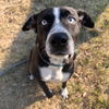 adoptable Dog in  named Holly Parton