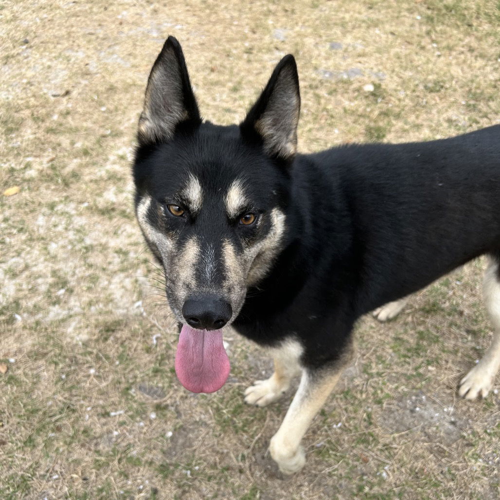 adoptable Dog in Paramus, NJ named Sasha