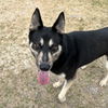 adoptable Dog in paramus, NJ named Sasha