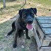 adoptable Dog in paramus, NJ named Mercury