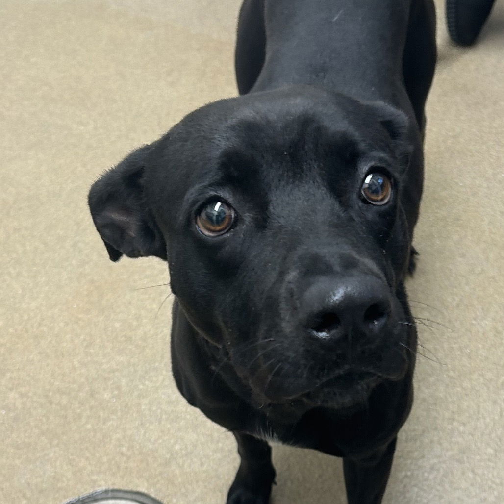 adoptable Dog in Paramus, NJ named Lady