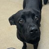 adoptable Dog in  named Lady