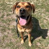 adoptable Dog in  named Charlie-G