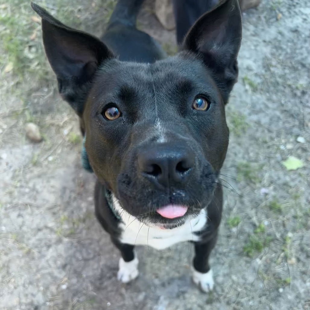 adoptable Dog in Paramus, NJ named Amelia