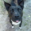 adoptable Dog in  named Amelia