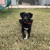 adoptable Dog in Paramus, NJ named Shadow