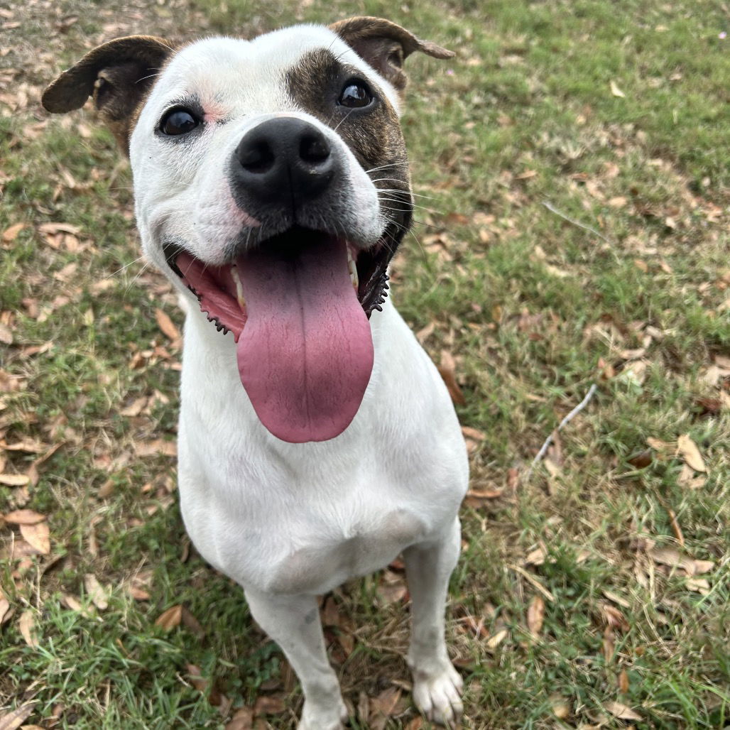 adoptable Dog in Paramus, NJ named Remmy