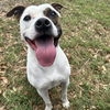 adoptable Dog in Paramus, NJ named Remmy