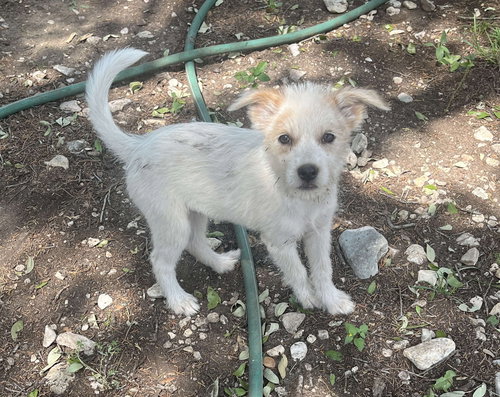 Harper