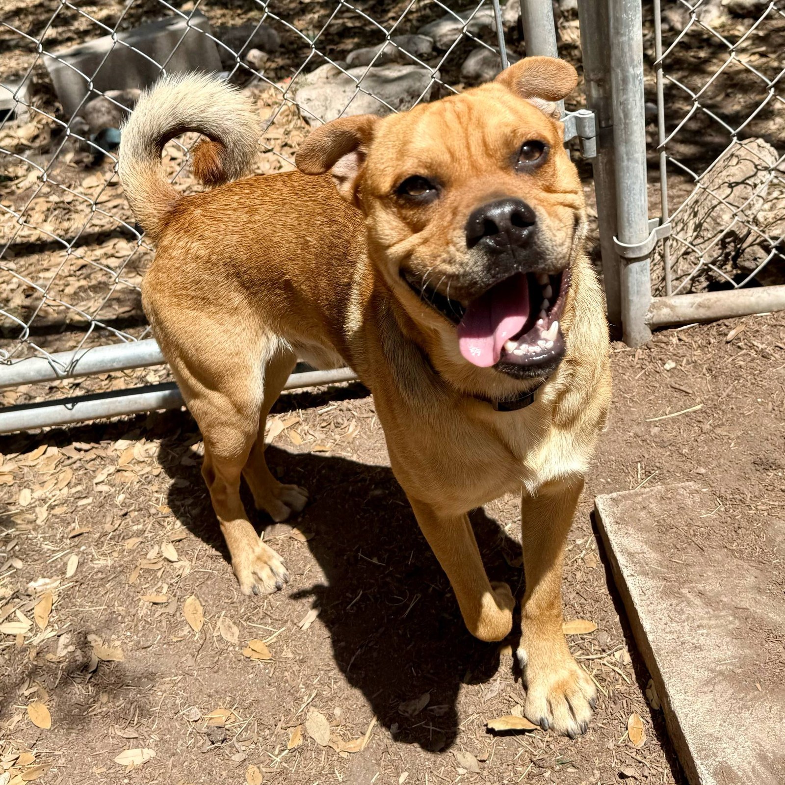adoptable Dog in Paramus, NJ named Loki