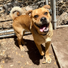 adoptable Dog in paramus, NJ named Loki