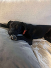 LuLu