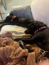 LuLu