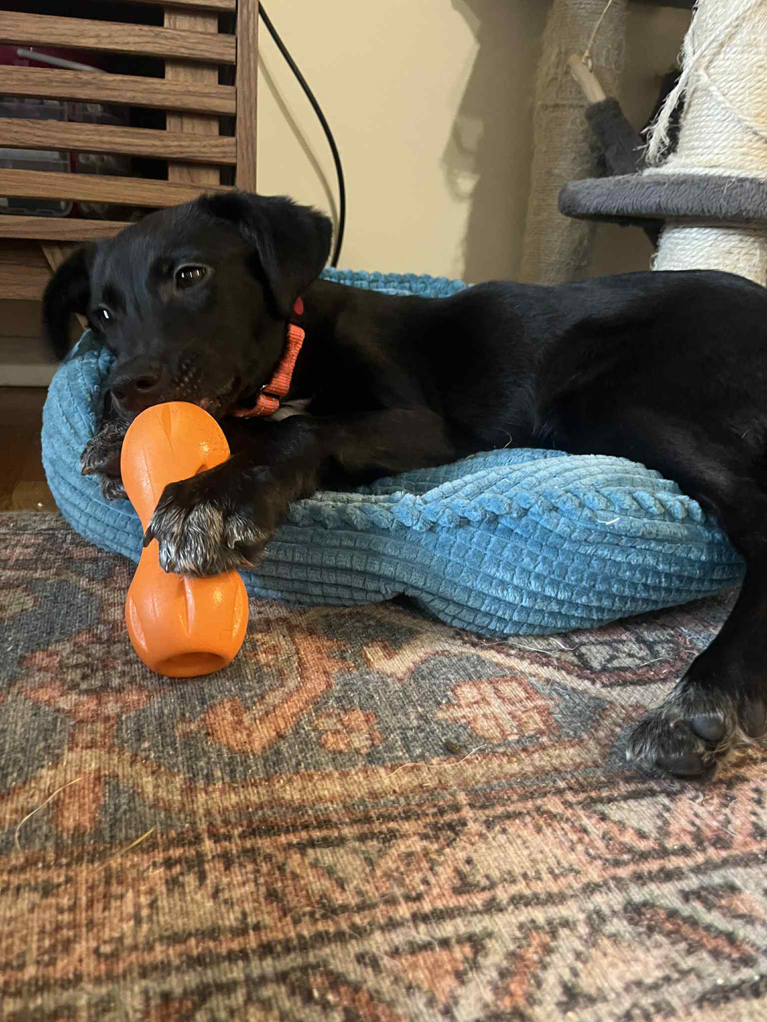 adoptable Dog in Paramus, NJ named LuLu