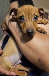 PeeWee