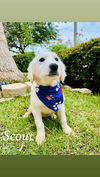 adoptable Dog in Paramus, NJ named Scout
