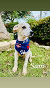 adoptable Dog in Paramus, NJ named Sam