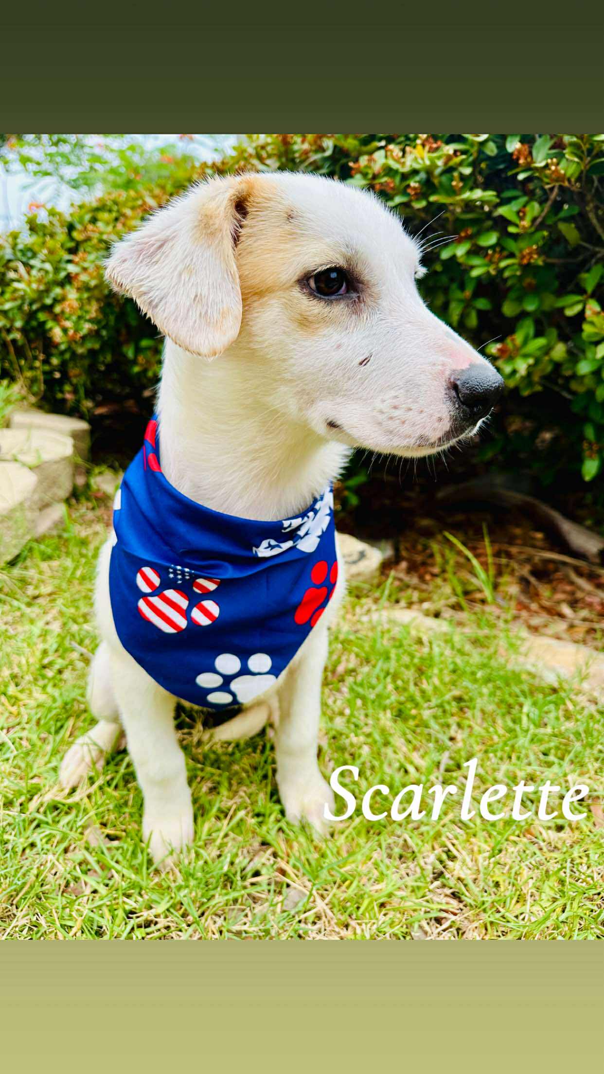 adoptable Dog in Paramus, NJ named Scarlette