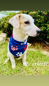 adoptable Dog in Paramus, NJ named Scarlette