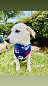 adoptable Dog in Paramus, NJ named Sophie