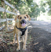 adoptable Dog in  named Ruthie