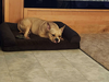 adoptable Dog in Paramus, NJ named Denver