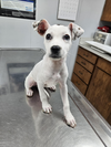 adoptable Dog in Paramus, NJ named Bambi
