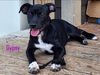 adoptable Dog in  named Gypsy