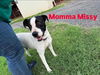 adoptable Dog in paramus, NJ named Missy