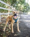 adoptable Dog in  named Charlie