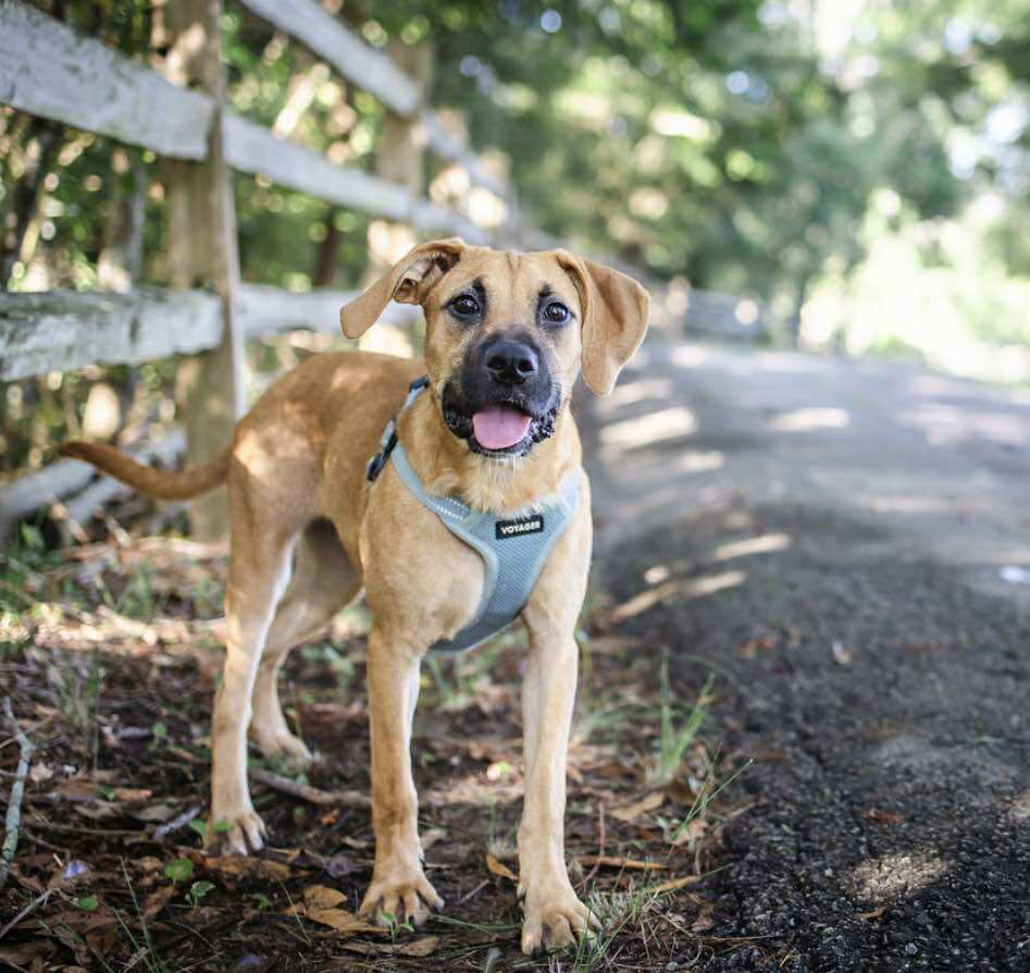 adoptable Dog in Paramus, NJ named Roxie
